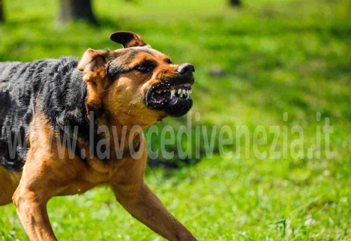 Rabbia del cane Rabbia del cane