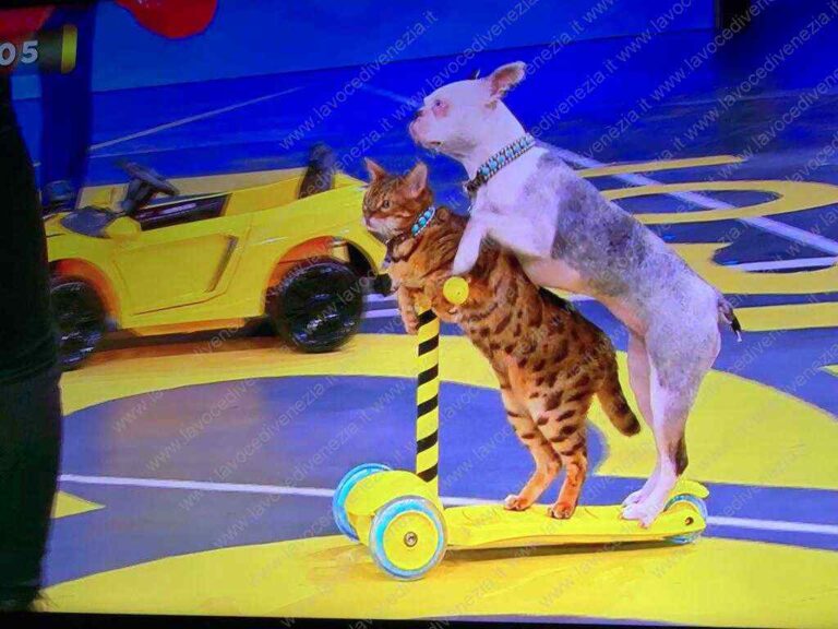 Cane e gatto insieme sul monopattino Lollipop e Sashimi conquistano il