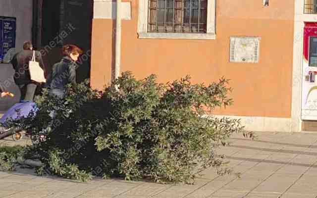 Albero sradicato dalla forza del vento oggi alle Zitelle