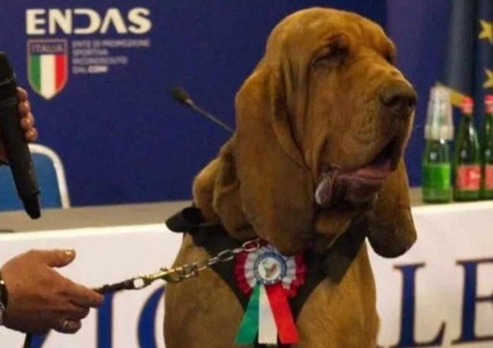 Bruno, il cane eroe. Foto Adnkronos tratta dal profilo Fb di Arcangelo Caressa, direttore tecnico nazionale settore cinofilia e cinotecnica dell'Endas Bruno, il cane eroe. Foto Adnkronos tratta dal profilo Fb di Arcangelo Caressa, direttore tecnico nazionale settore cinofilia e cinotecnica dell'Endas