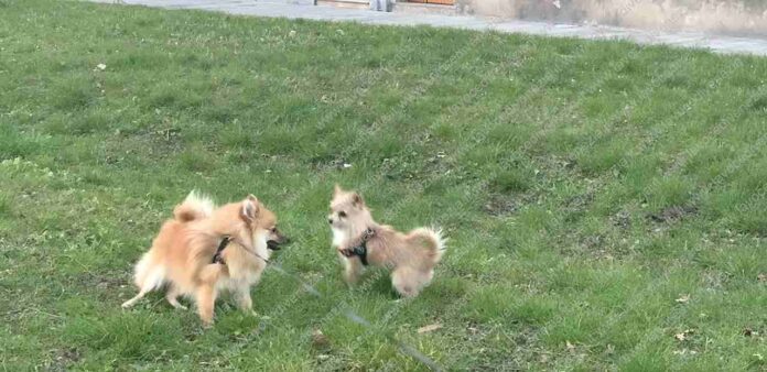 cani giocano felici a Sant'Elena, autentico 'Polmone verde' di Venezia, dice il lettore