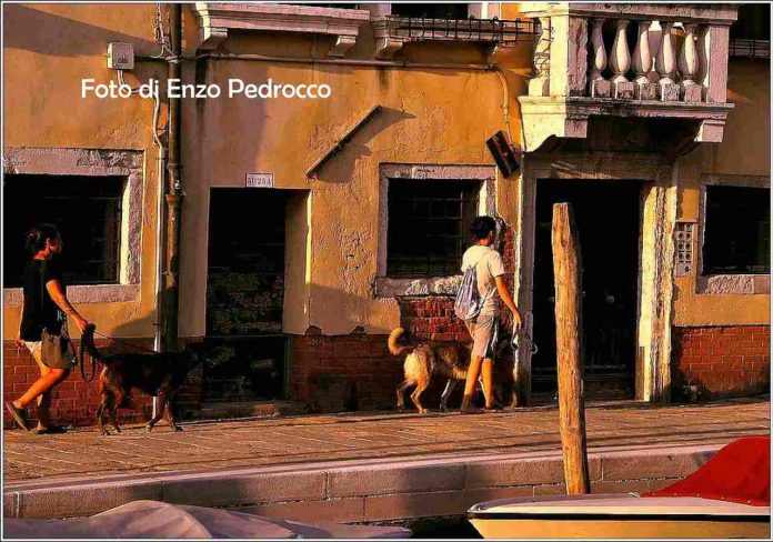 Cani a Venezia, i padroni posrtano a spasso gli 'amici 4 zampe' Cani a Venezia, i padroni portano a spasso gli 'amici 4 zampe'