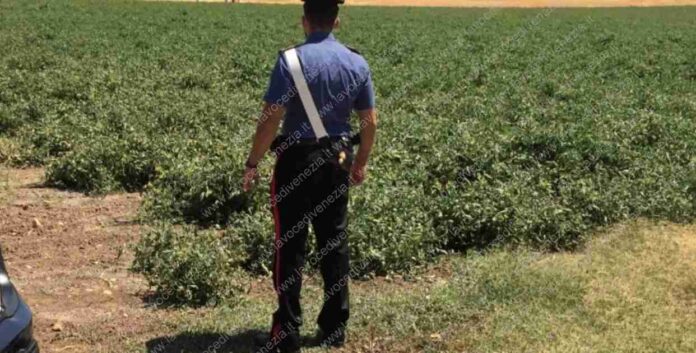 Carabiniere osserva l'area d'erba delle operazioni