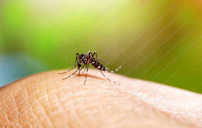Dengue, la zanzara che facilita la trasmissibilità della malattia