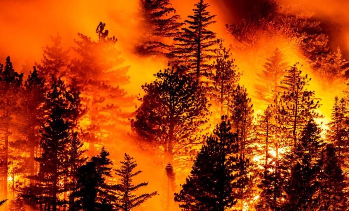 Foresta in fiamme. Una scena devastante e ormai frequente anche a causa dell'aumento delle temperature per i cambiamenti climatici