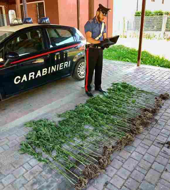 cannabis cavarzere