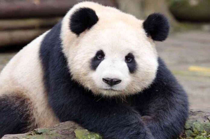 Il Panda