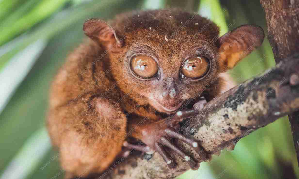 Il Tarsio, l'animale più simile ai Gremlins