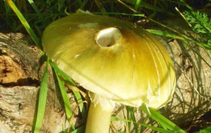 Il fungo Amanita phalloides è quasi sempre letale