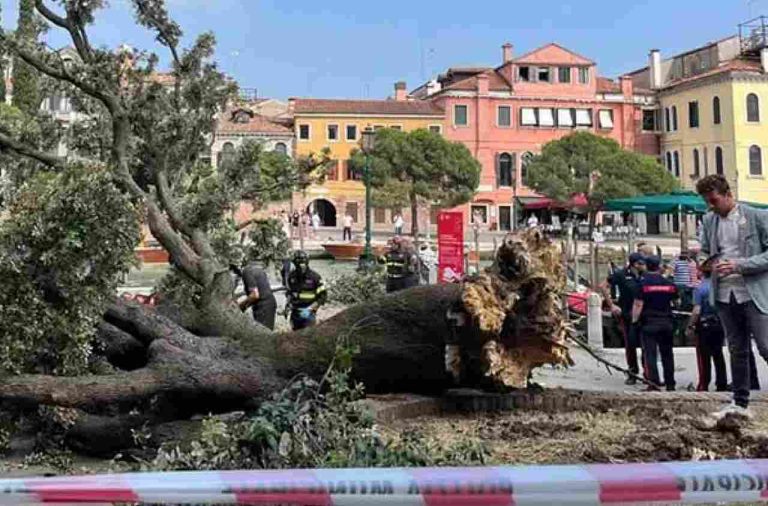 Albero crollato a Piazzale Roma: era stato firmato l’ordine di abbattimento