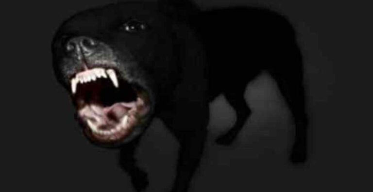 Pitbull attacca bambino di due anni in braccio alla mamma. Feriti madre e figlio