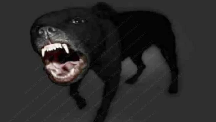 Pitbull inferocito_11zon Le recenti tragedie, con protagonisti cani di razze pericolose, e vittime bambini ma anche persone adulte, non hanno insegnato nulla"