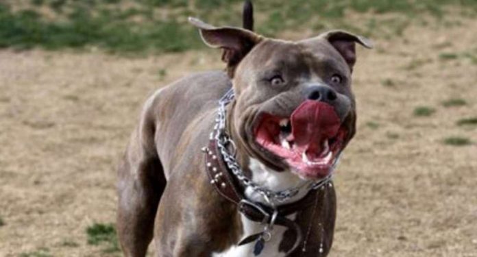Un cane di razza pitbull in una foto di repertorio