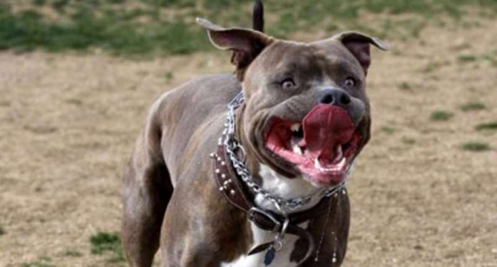 Un cane di razza pitbull in una foto di repertorio