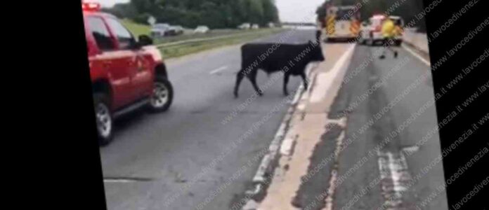 Un toro sulla strada, scena incredibile per un automobilista (foto da archivio)