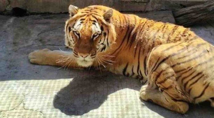 Una tigre (immagine di repertorio)