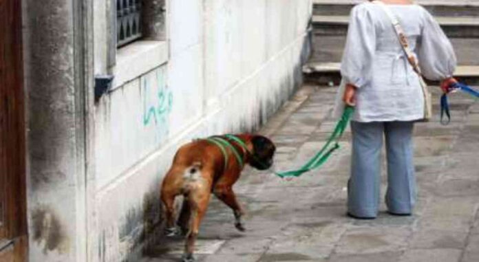 Venezia, passeggiata per i 'bisognini' del cane