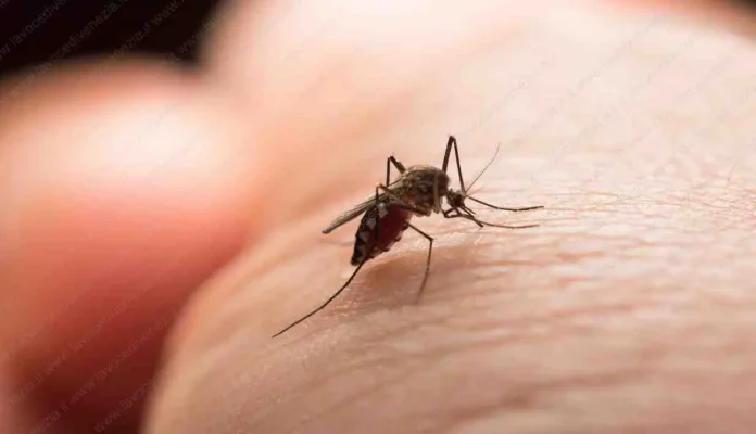 Zanzare e punture, a volte veicolo di infezioni anche gravi