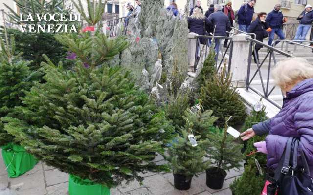 alberi natale venezia vivaio