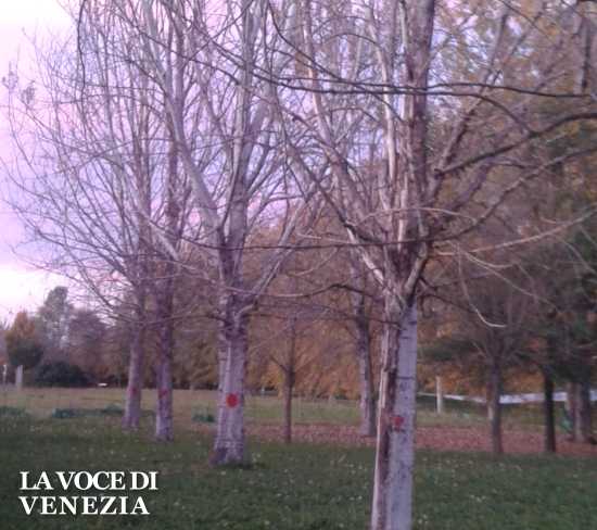 San Donà: Parco Zucchi, filare di alberi morti, probabile avvelenamento