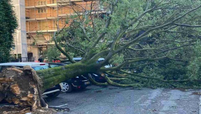 albero caduto a Verona per il temporale