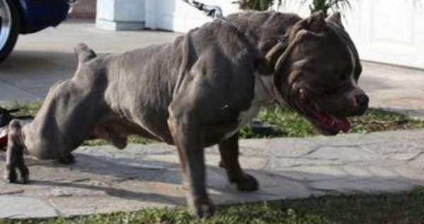 cane morde bambina carpenedo