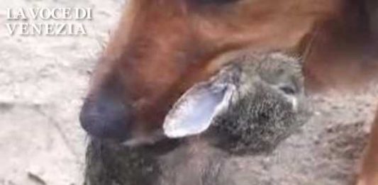 A Venezia c'è chi allena il cane a sbranare conigli e gatti e si vanta in FB