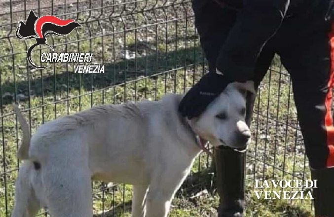 Marghera, tunisino ubriaco urla a tutti e picchia il cane. Denunciato