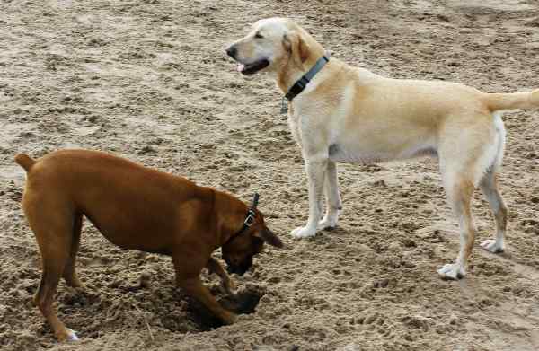 Jesolo Cani In Spiaggia Perché In Pochi Rispettano Le