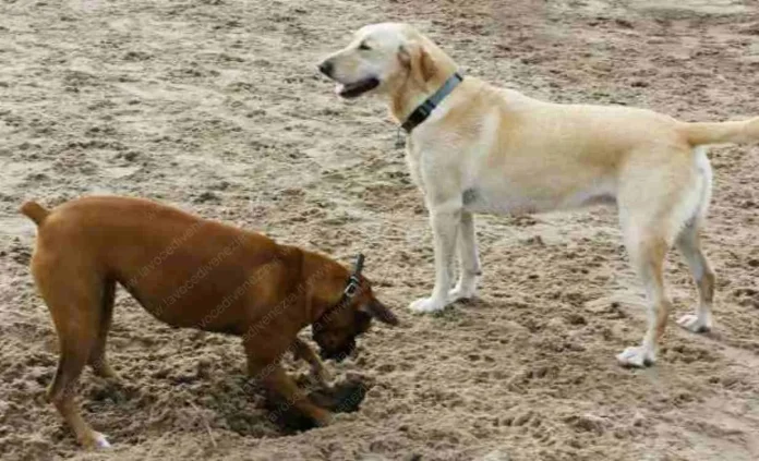 cani in spiaggia_11zon