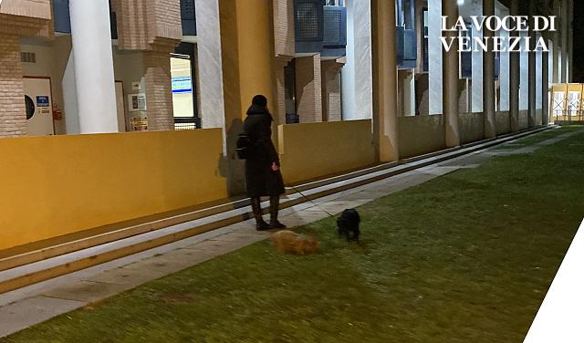cani passeggiata ospedale civile venezia 2 up 640