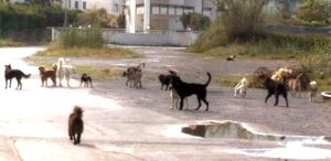 cani randagi pericolosi hanno sbranato una ragazza nc