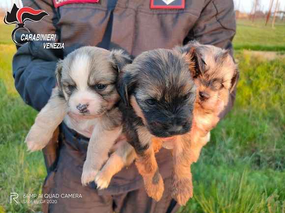 cani abbandonati cuccioli in strada nella borsa cagnolini