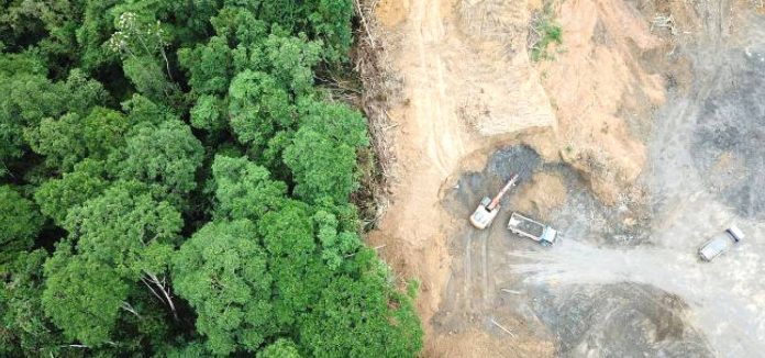 foresta amazzonica deforestazione disboscamenti net 1240