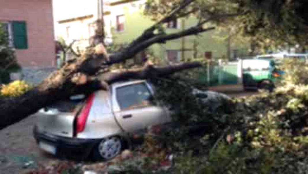 maltempo albero caduto su auto ns 1240