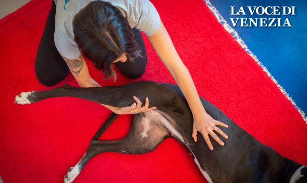 Il benessere del cane: scuola di massaggi 'Dog Massage Academy'