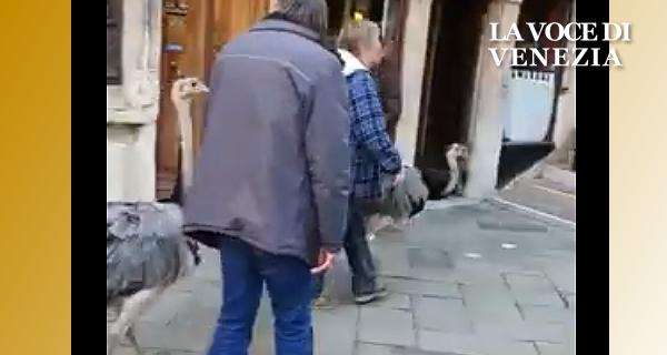 Passeggiata con gli struzzi a Venezia 