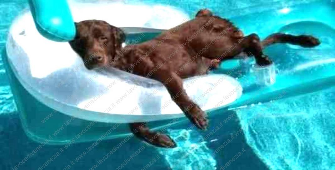 troppo caldo cane in piscina ns 1240
